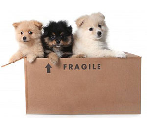 Pet Moving Companies